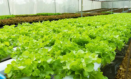 How Amino Acid Biostimulants Trigger Faster Plant Recovery and Growth？